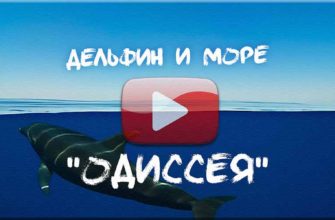 Песня о дельфине - песня о море - песня про океан. "Дельфин и Море: Одиссея", Александр Каренин